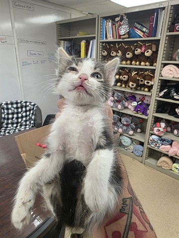 Adoptable Cat