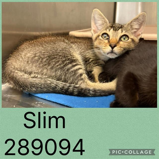 Slim
