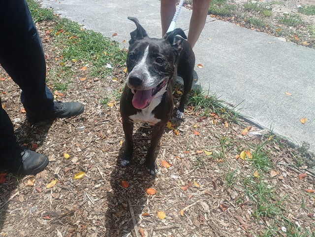 Adoptable Dog