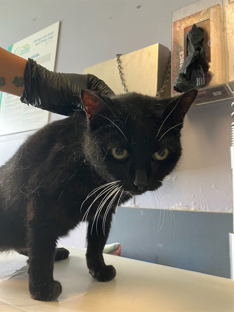 Adoptable Cat