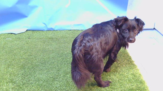 Scooby
