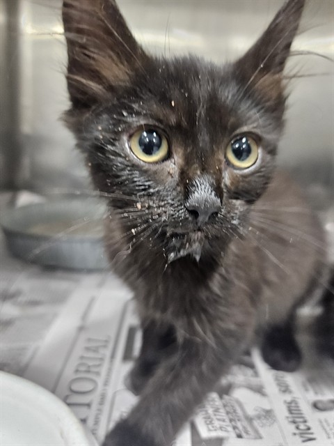 Adoptable Cat