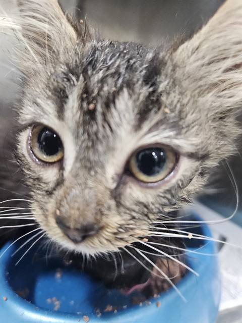 Adoptable Cat