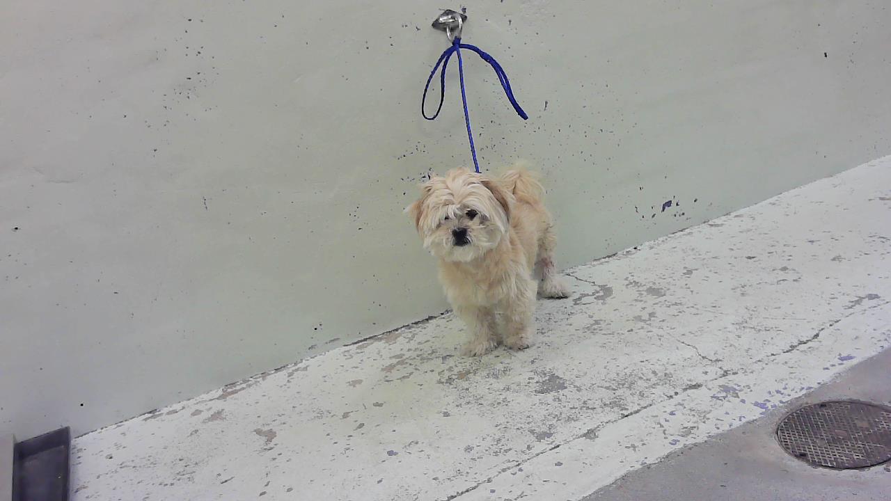 Benji
