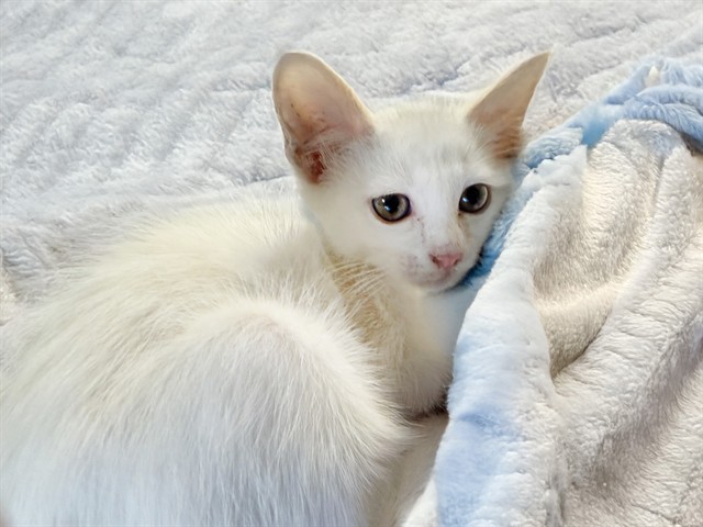Tom