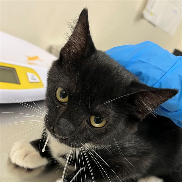 Adoptable Cat