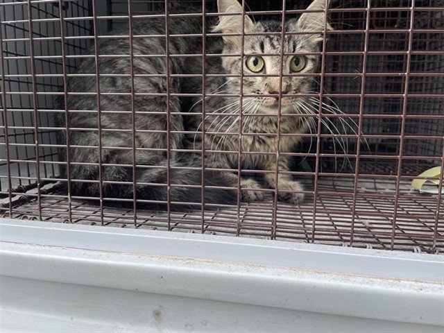 Adoptable Cat