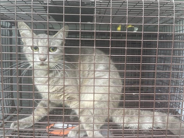 Adoptable Cat