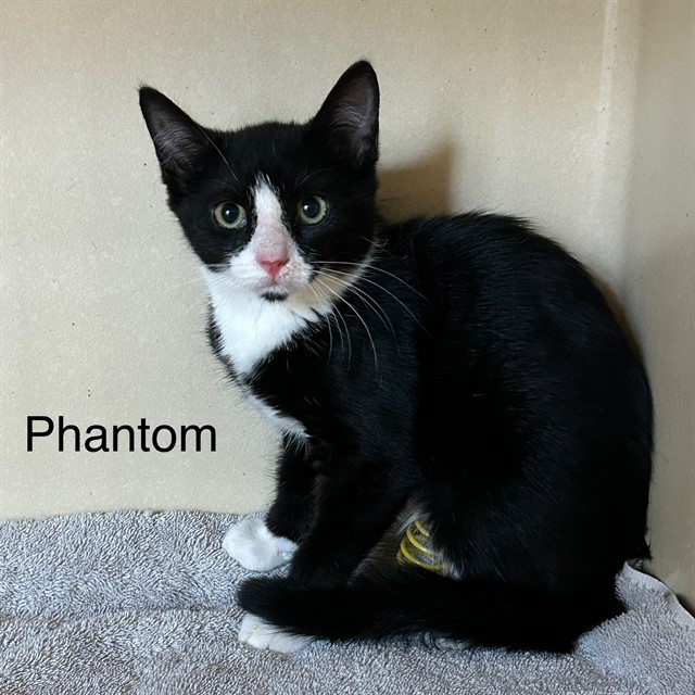 Phantom