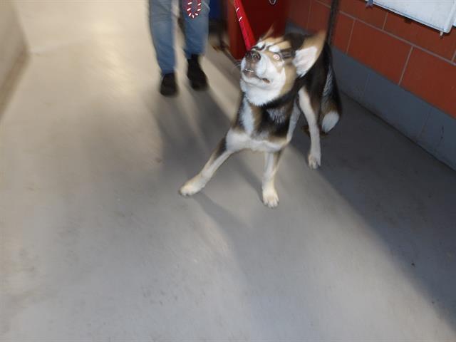 Adoptable Dog