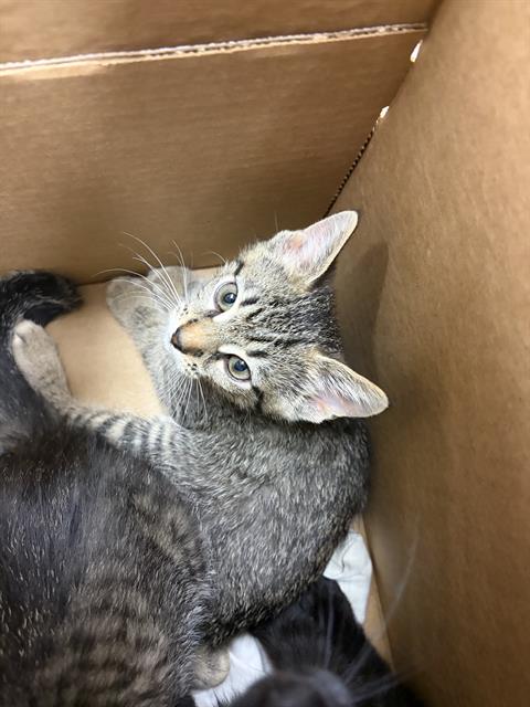 Adoptable Cat