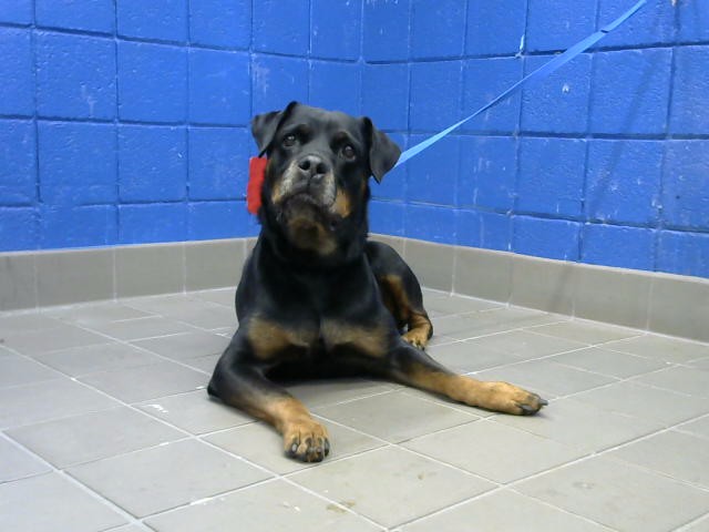 Xena