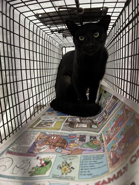 Adoptable Cat