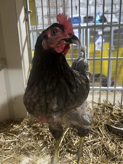 Adoptable Bird
