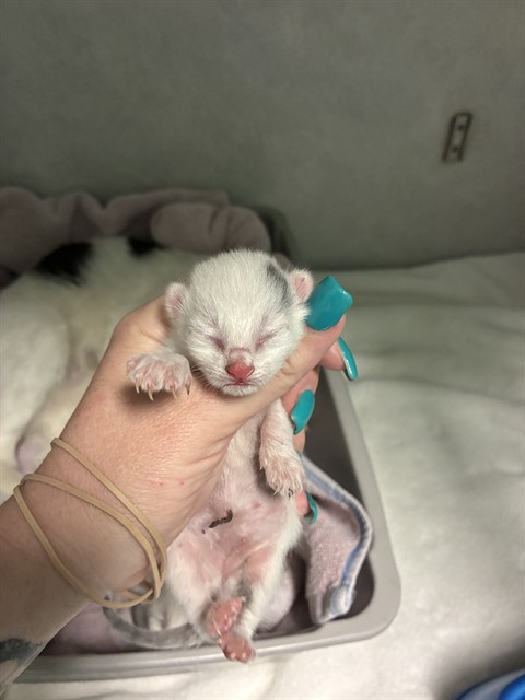 Kitten 1