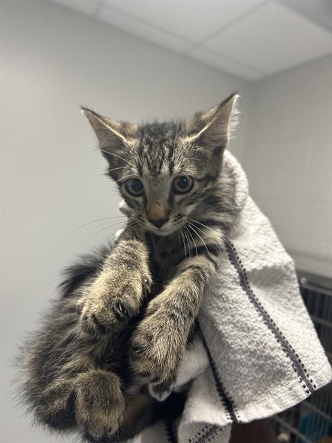 Adoptable Cat