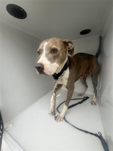 Adoptable Dog