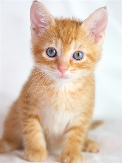 Adoptable Cat