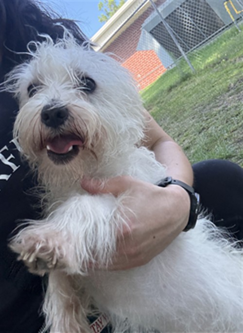 Adoptable Dog