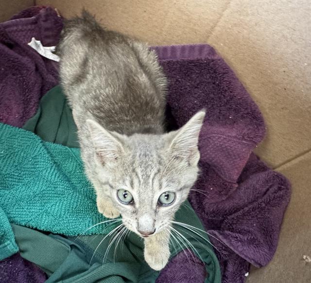 Adoptable Cat
