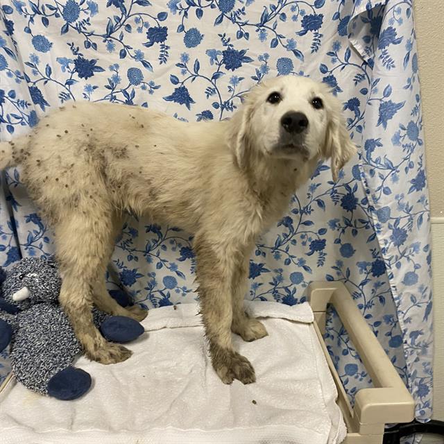 Adoptable Dog