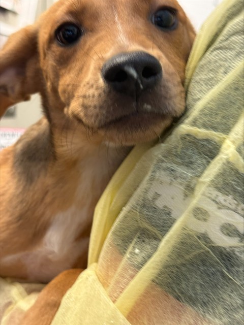 Elsa*