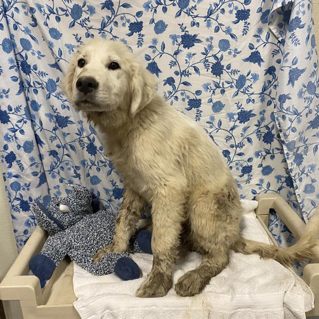Adoptable Dog