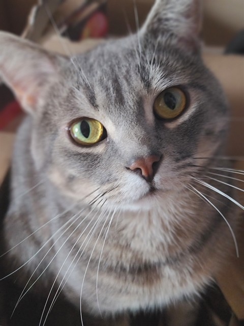 Astro