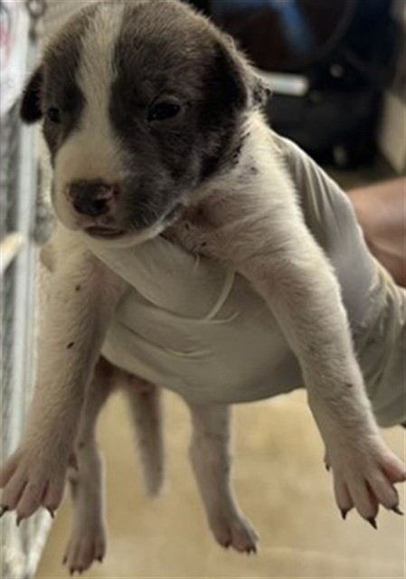 Adoptable Dog