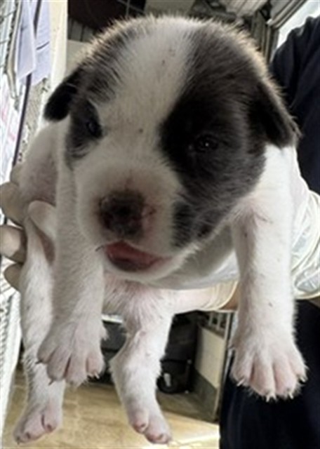 Adoptable Dog