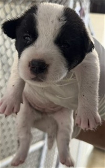 Adoptable Dog
