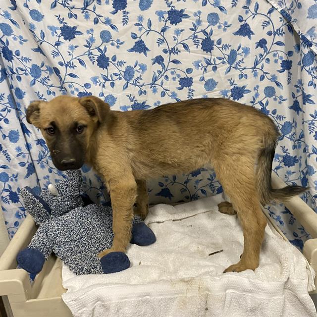 Adoptable Dog