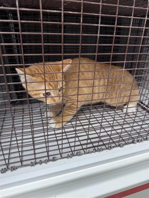 Adoptable Cat