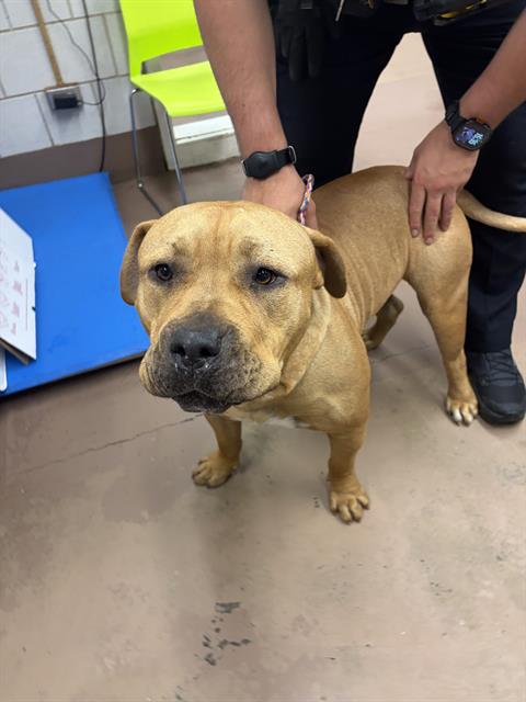 Canelo