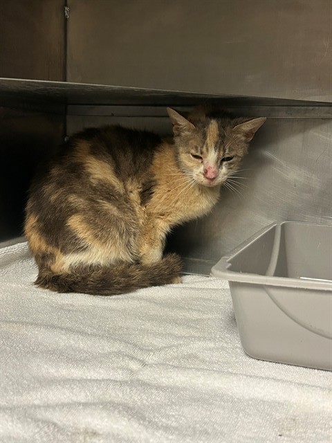 Adoptable Cat