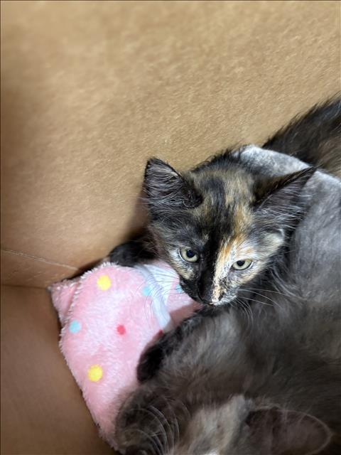 Tortie