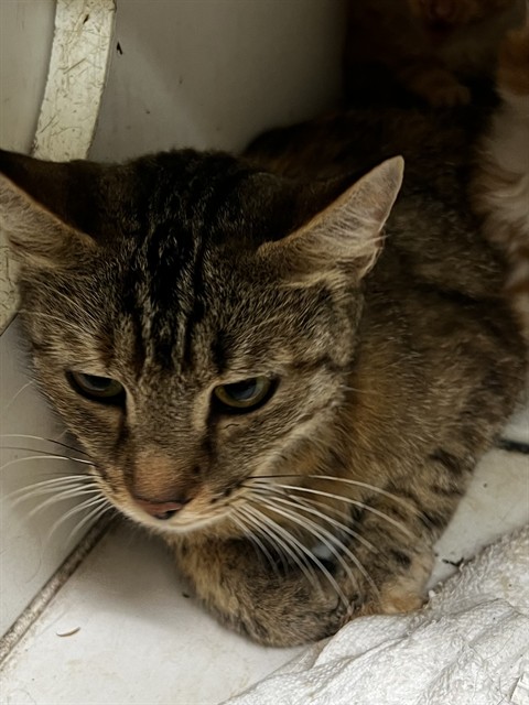 Adoptable Cat