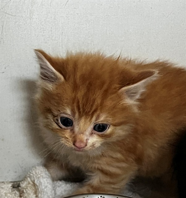 Adoptable Cat