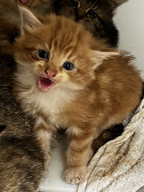 Adoptable Cat