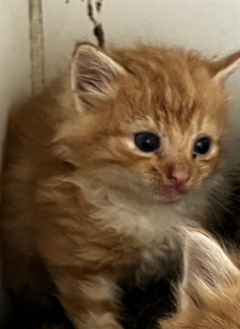 Adoptable Cat