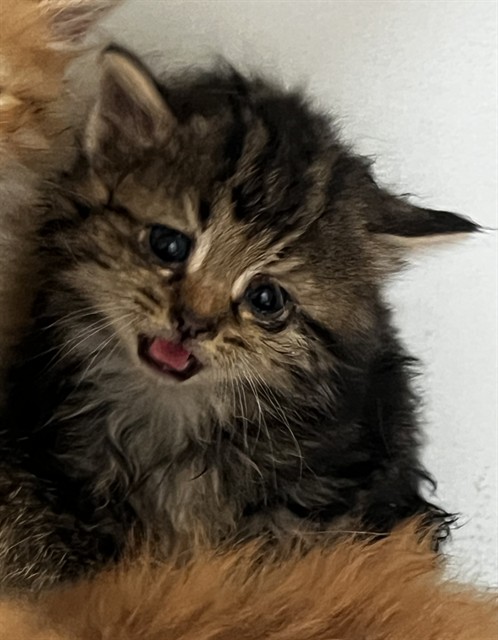 Adoptable Cat