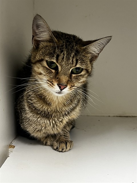 Adoptable Cat