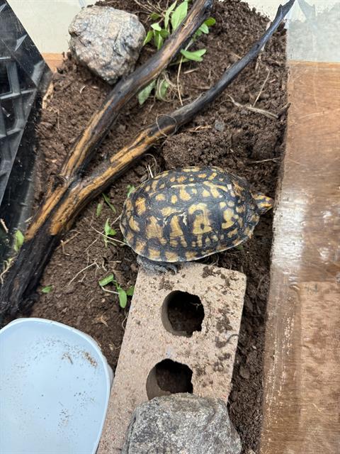 Mr.Turtle