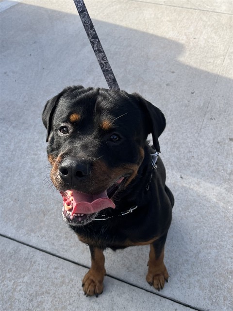 Adoptable Dog