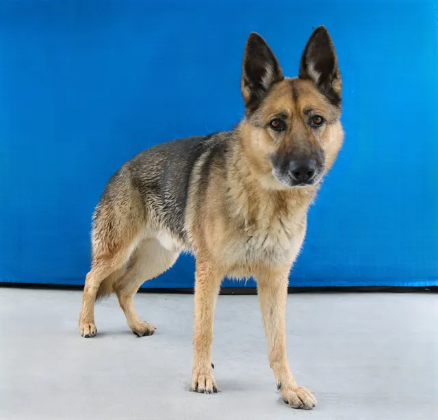 Odin