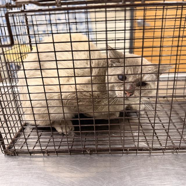 Adoptable Cat