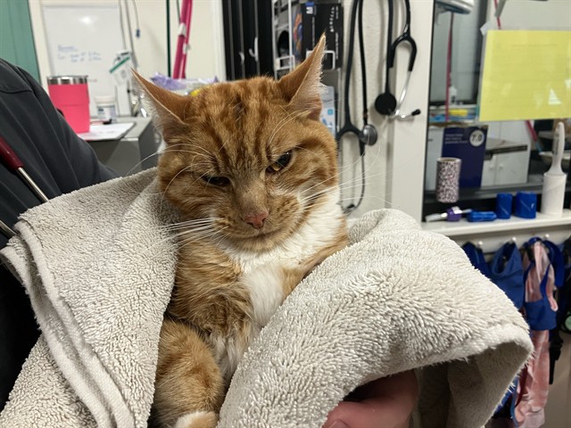 Adoptable Cat
