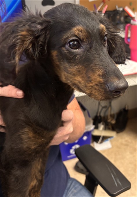 Adoptable Dog