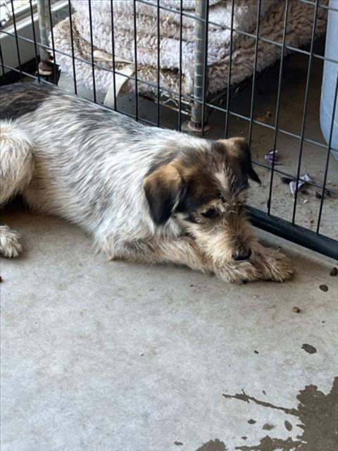 Adoptable Dog