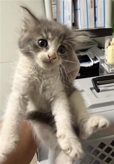 Finn